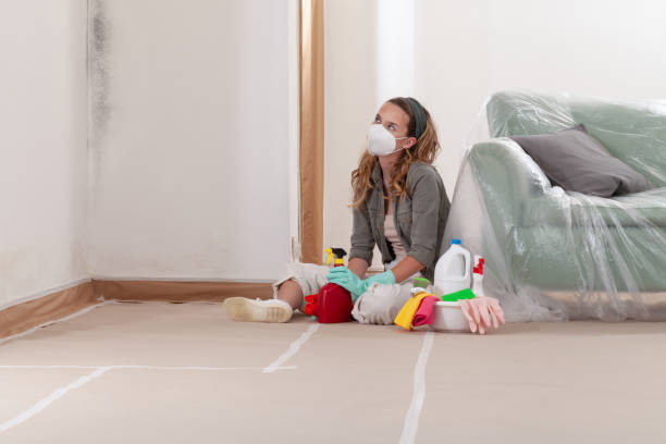 Reliable Mold Cleanup contractor in White Hall, IL by Cheap Mold Removal