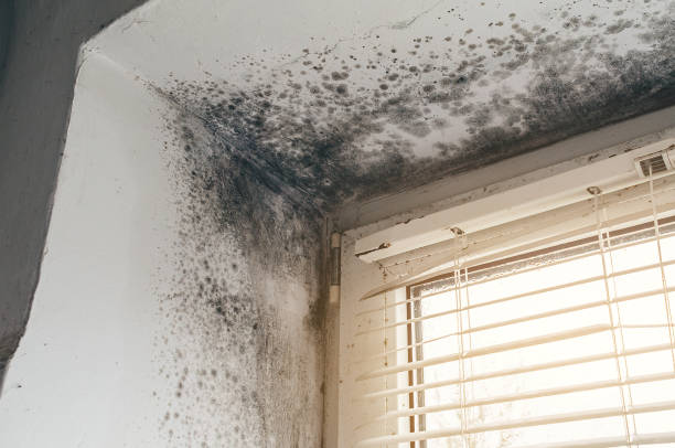 Affordable Mold Cleanup solutions in White Hall, IL